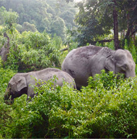 Hiking with Elephants